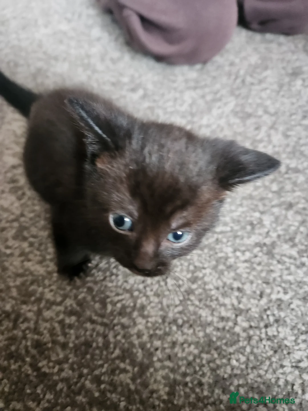 Mixed Breed cats for sale: Kittens - Advert 17