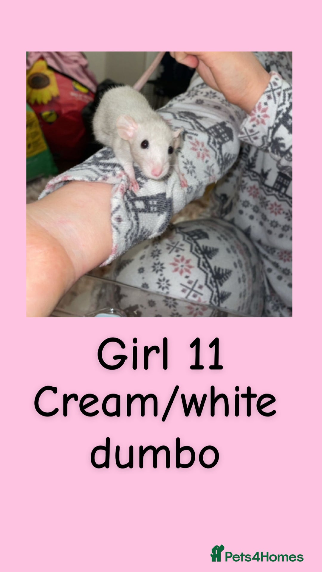 Rat rodents for sale: Beautiful baby rats looking for forever homes! - Advert 11