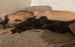 Whippet dogs for stud: Striking blue whippet stud in Banbury - Image 9