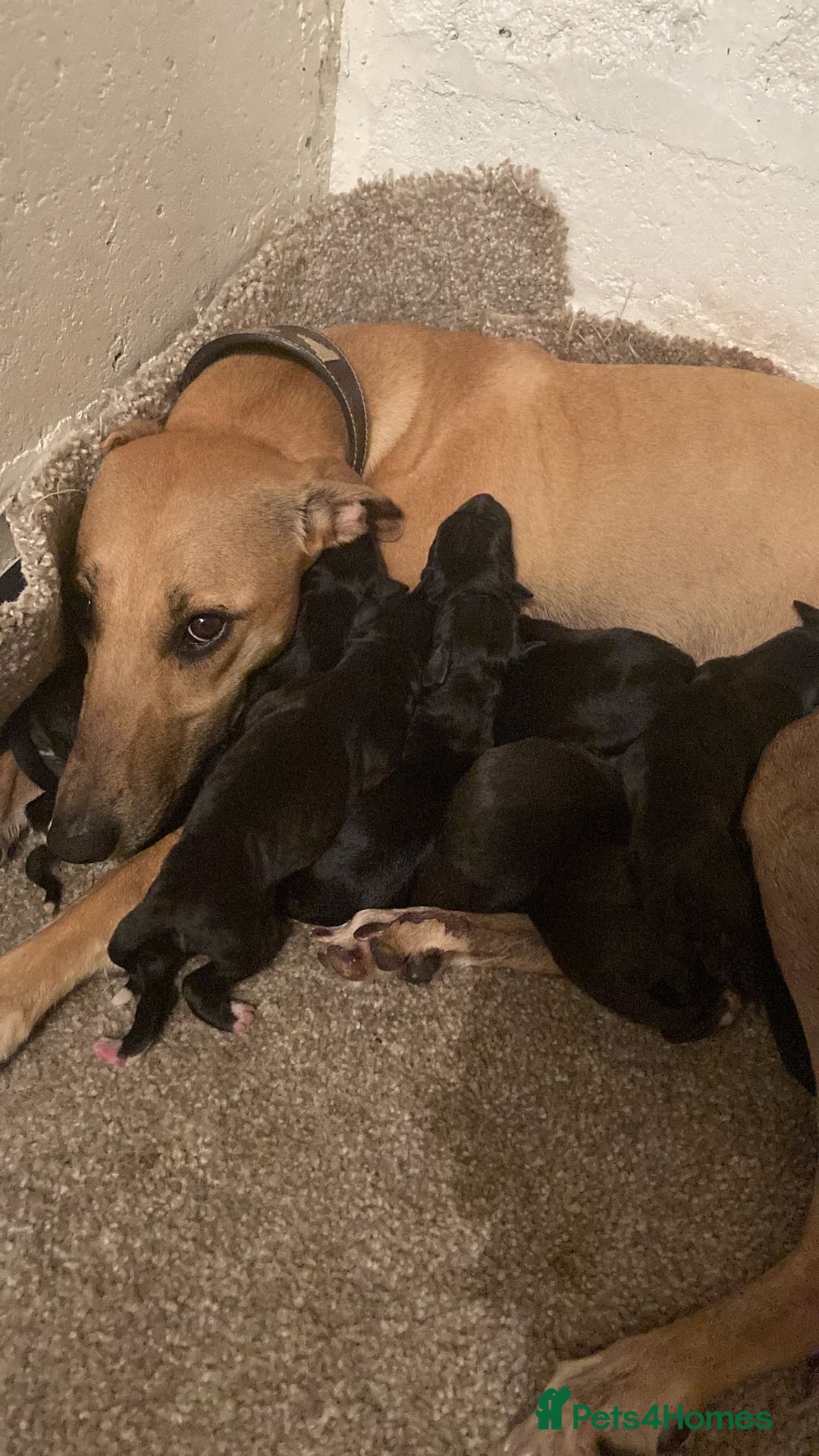 Whippet dogs for stud: Striking blue whippet stud in Banbury - Image 9