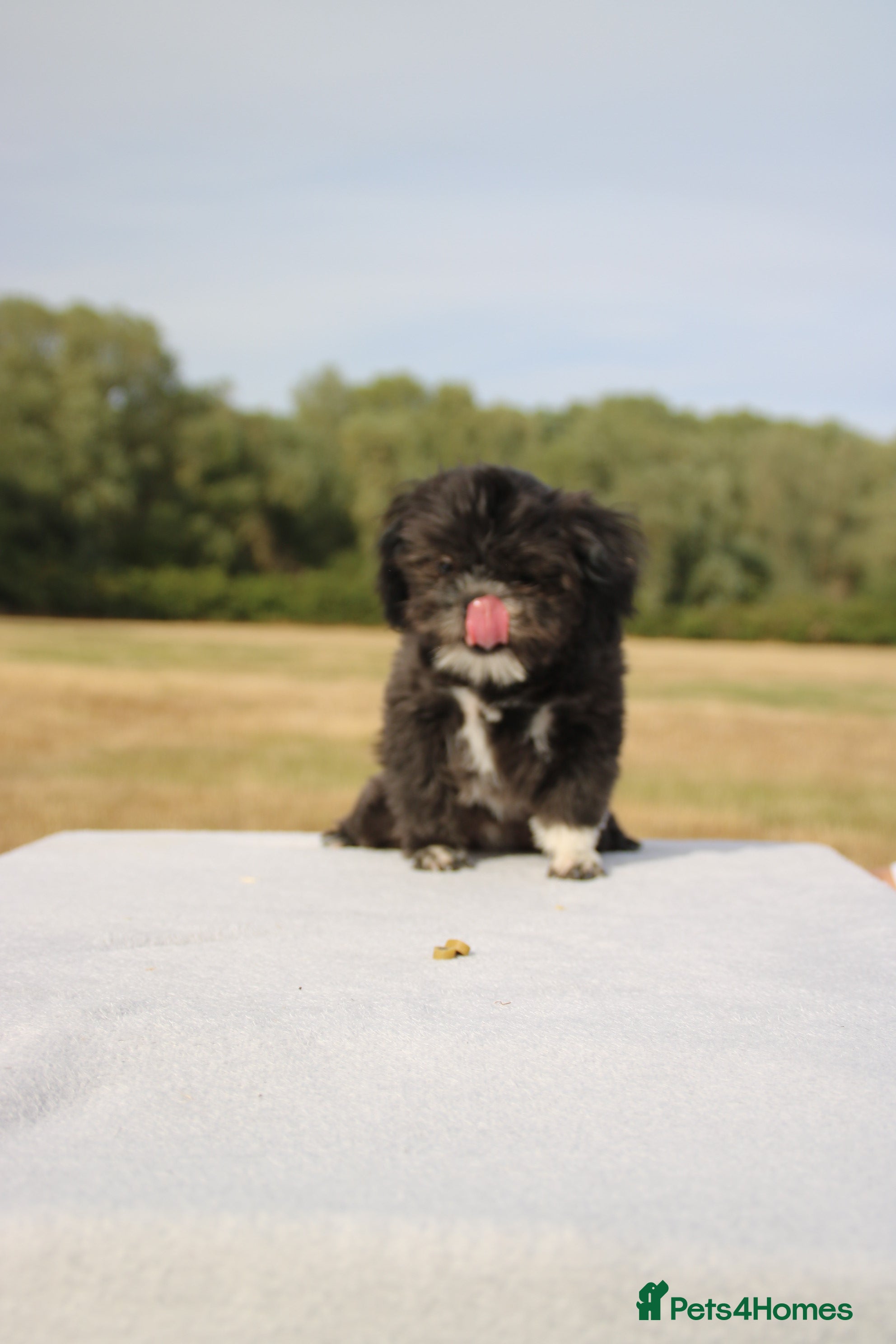 Shih Tzu dogs Red collar - Advert 2