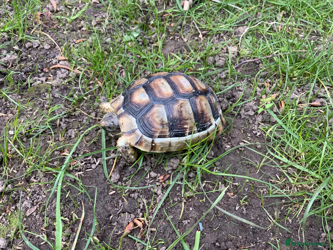 Tortoise reptiles for sale: Marginated Mediterranean tortoises  - Advert 1