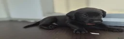 Labrador Retriever dogs for sale: Field Trial Champion Sired Labrador Puppies in Cardigan - Advert 6