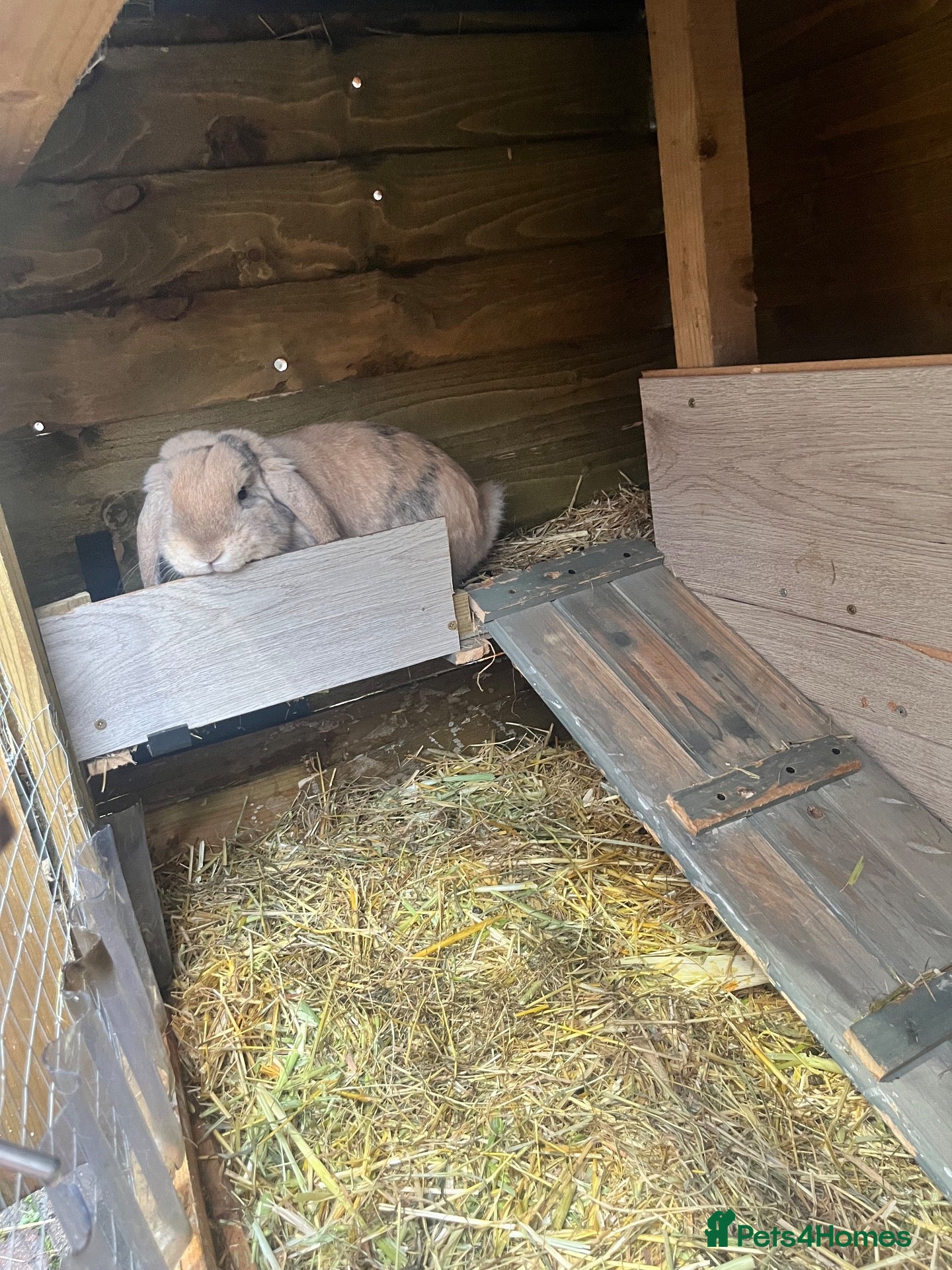 Mini Lop rabbits for sale: Mini Lop male and female £40 each.  - Advert 1