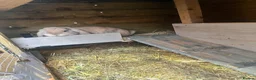 Mini Lop rabbits for sale: Mini Lop male and female £40 each.  - Advert 1