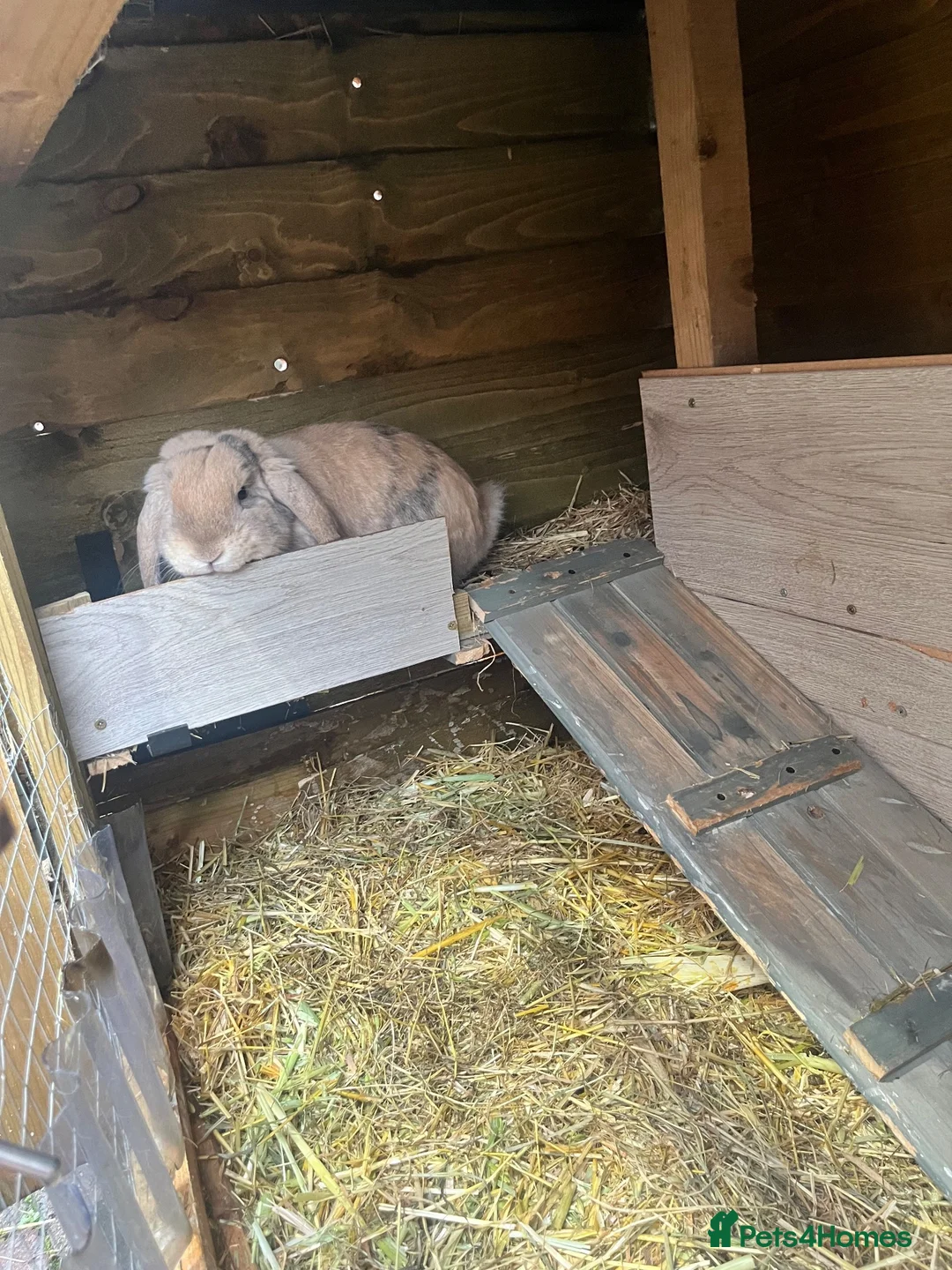 Mini Lop rabbits for sale: Mini Lop male and female £40 each.  - Advert 1