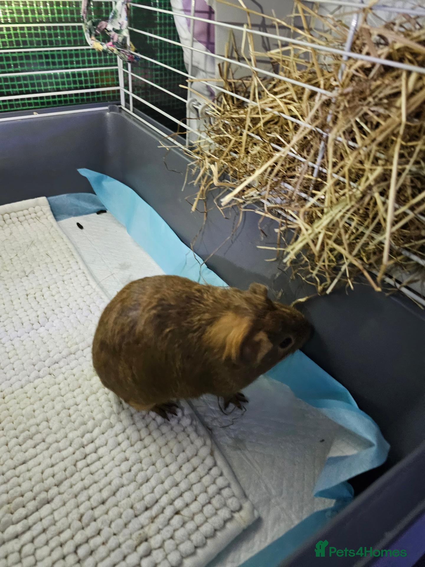 Guinea Pig rodents 🐹Beautiful Guinea Pigs Need Forever Homes🐹 - Advert 2
