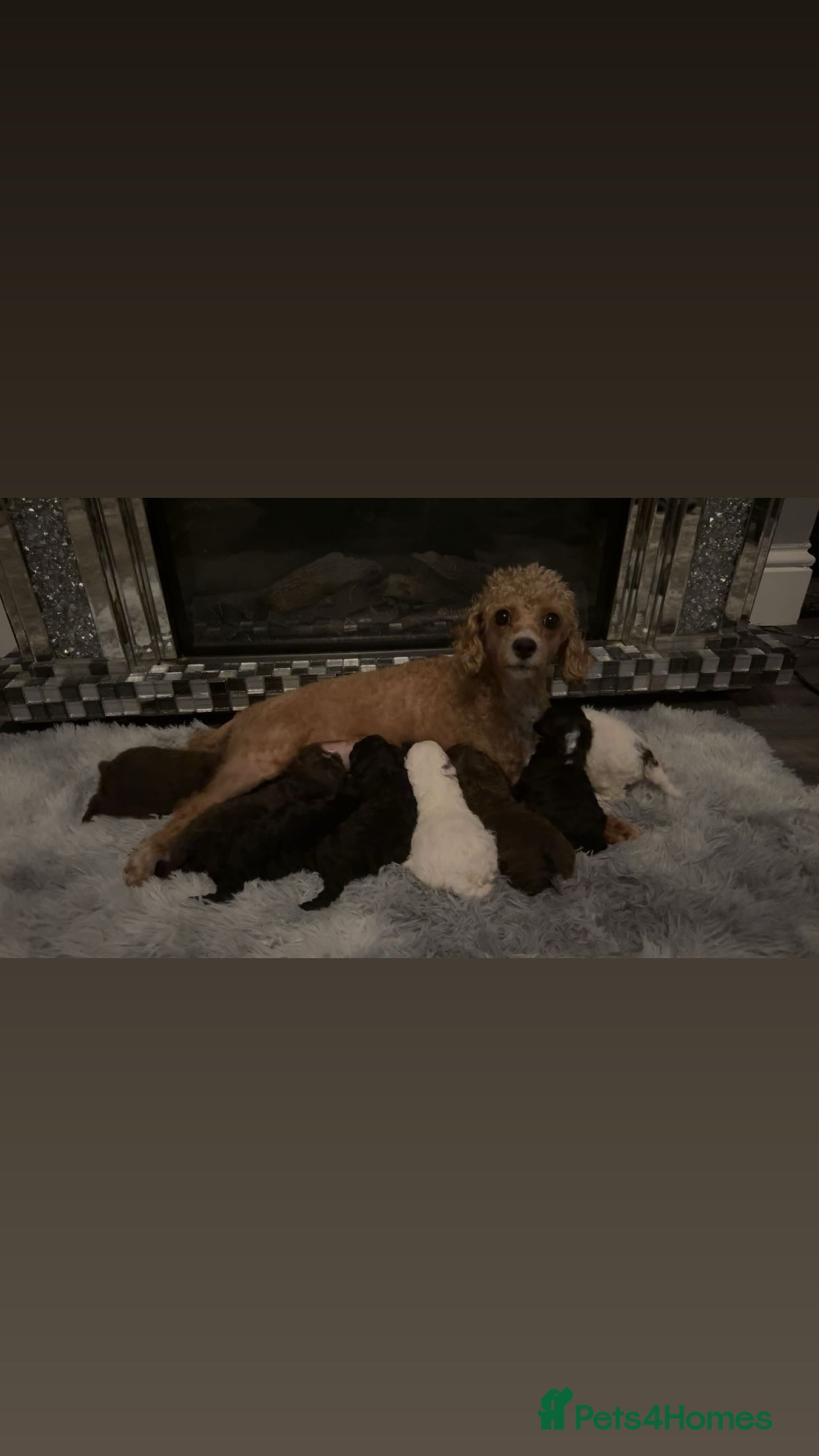 Cavapoo dogs Unusual true toy cavapoo  - Advert 2