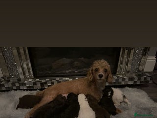 Cavapoo dogs Unusual true toy cavapoo - Advert 2