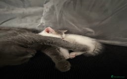 British Shorthair cats for sale: Beautiful BSH 2 male 1 female  - Image 28