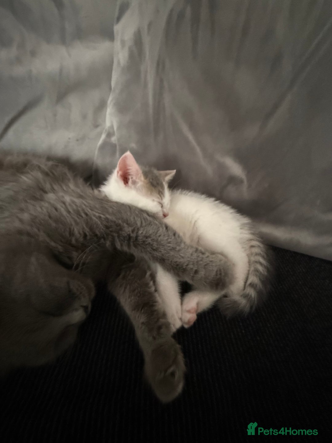 British Shorthair cats for sale: Beautiful BSH 2 male 1 female  - Image 28