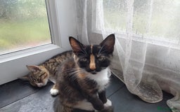 British Shorthair cats for sale: 2 kittens looking for a house  - Image 1