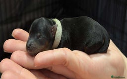 Yorkshire Terrier dogs for sale: 🐾 Miniature Yorkshire Terrier Puppies 🐾 - Image 2