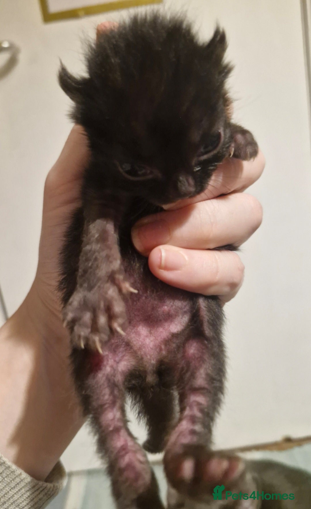 Mixed Breed cats for sale: Purrfect Rare Elf Eared Fur Babies Ready 14th Feb - Advert 22