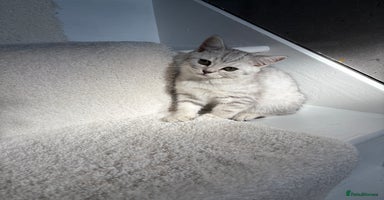 Scottish Fold cats - Advert 14