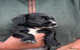Cocker Spaniel dogs for sale: KC REG FIELD TRIAL SIRED COCKER SPANIEL PUPPIES  - Image 12