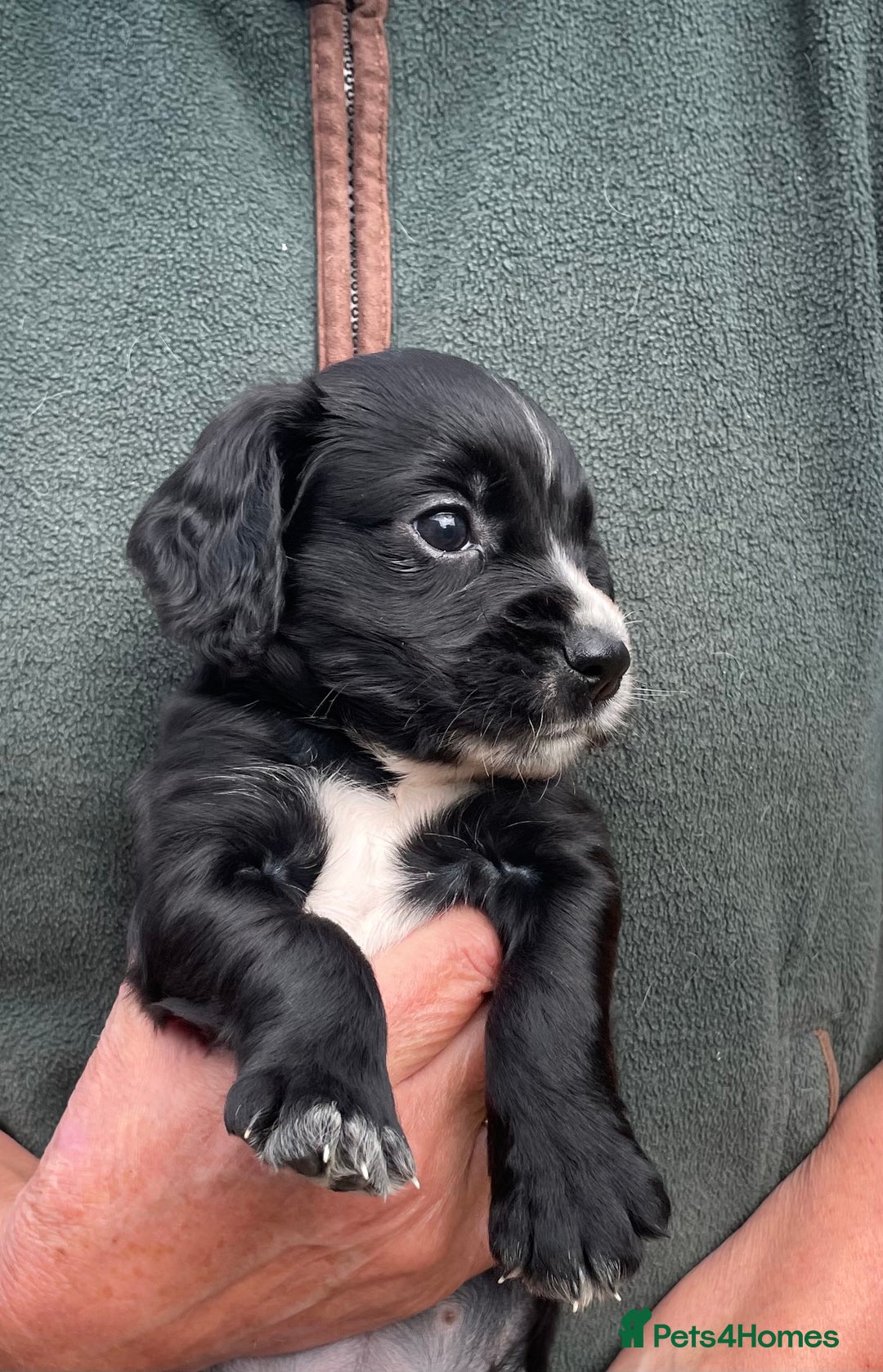 Cocker Spaniel dogs for sale: KC REG FIELD TRIAL SIRED COCKER SPANIEL PUPPIES  - Image 12