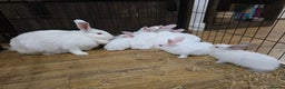 Californian rabbits for sale: Californian & New Zealand kits ready to leave soon - Advert 4