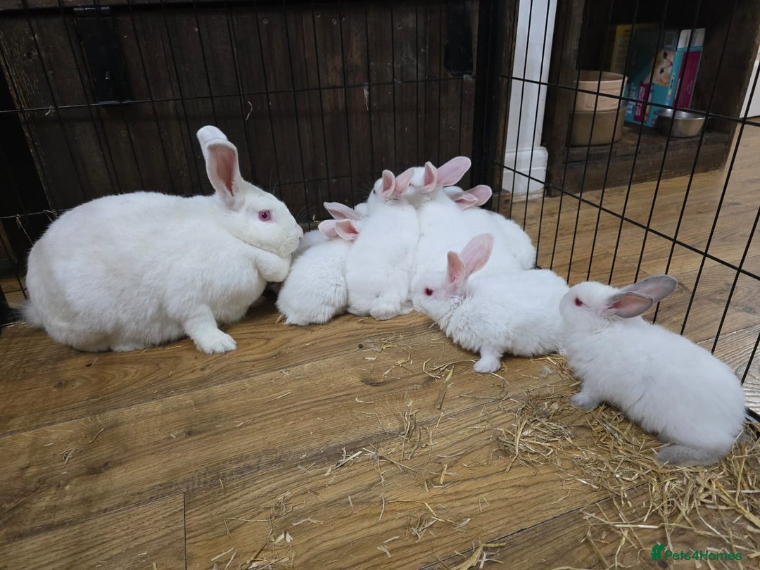 Californian rabbits for sale: Californian & New Zealand kits ready to leave soon - Image 4