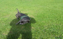 Staffordshire Bull Terrier dogs for sale: Blue female staff for sale  - Image 5