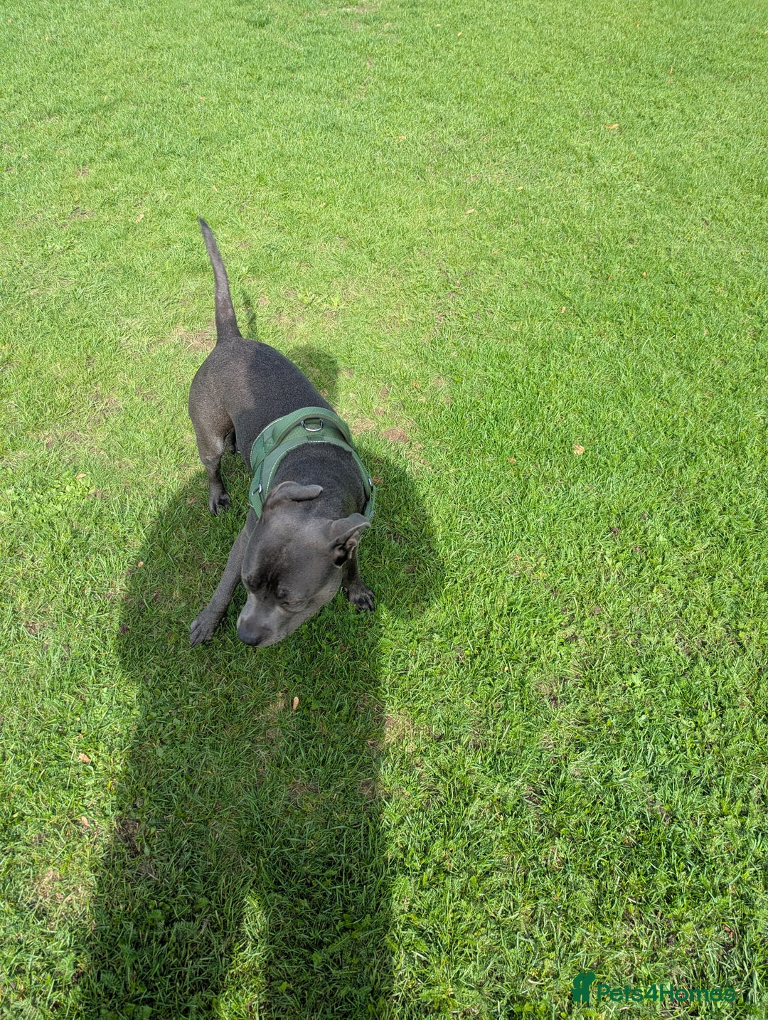Staffordshire Bull Terrier dogs for sale: Blue female staff for sale  - Image 5