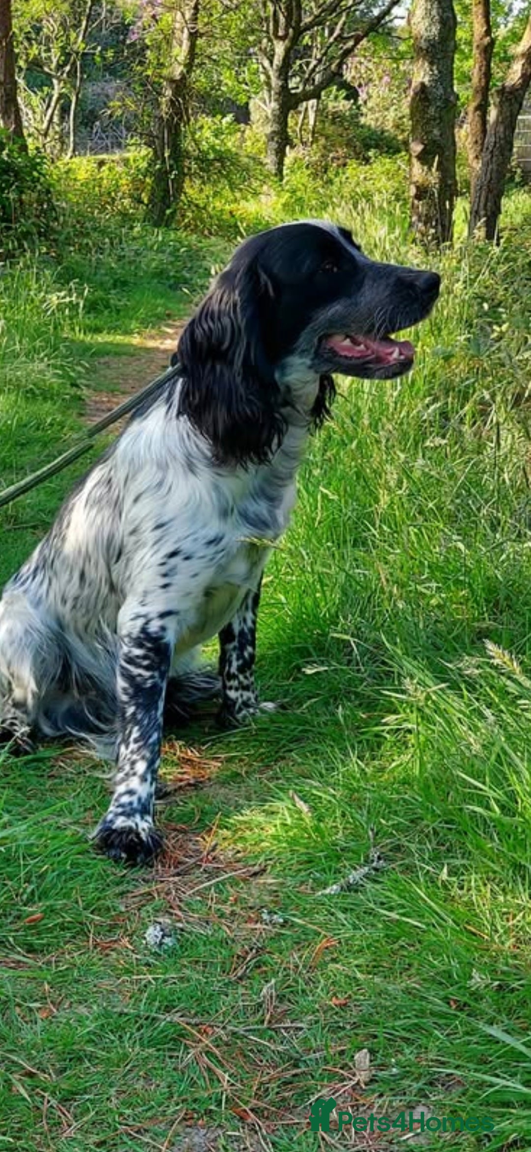 Cocker Spaniel dogs for sale: Cocker spaniel  - Image 1