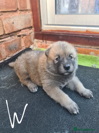 Mixed Breed dogs Czech Wolfdog × Akita/Malamute Puppies - Advert 9