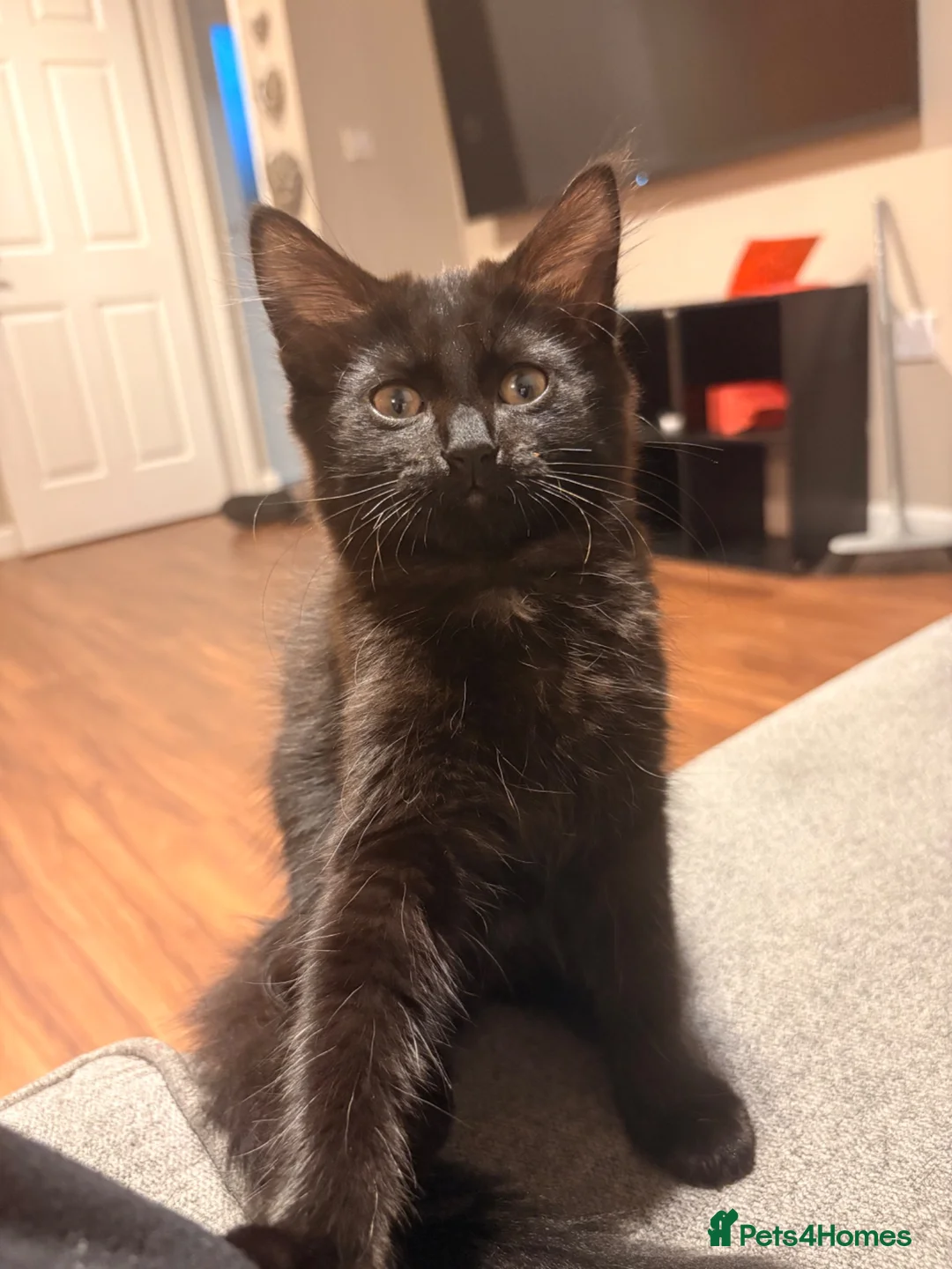 Mixed Breed cats for sale: 2 kittens for sale - Advert 2