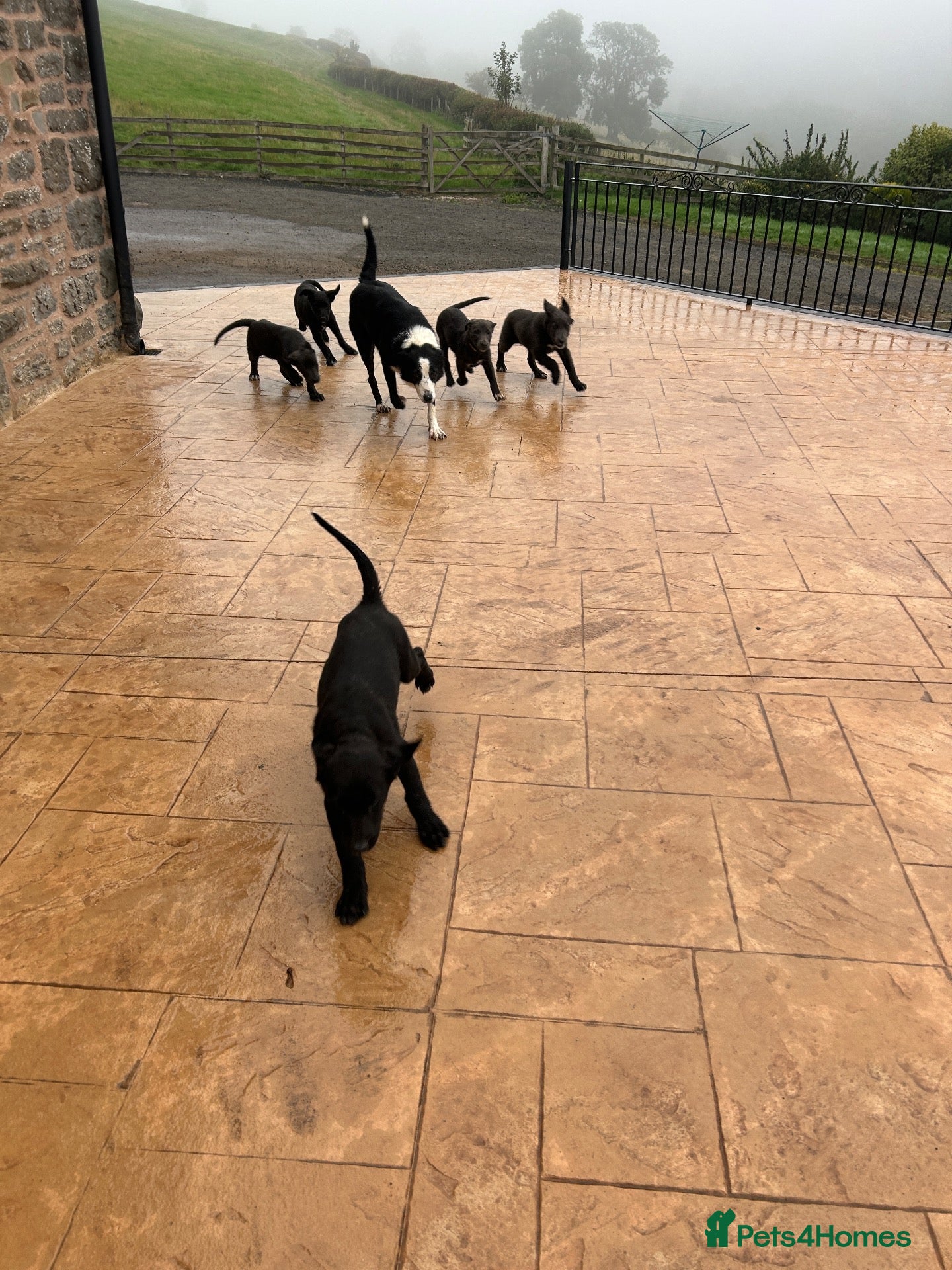 Border Collie dogs for sale: *3 Female Collie Pups Left* - Advert 2
