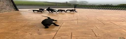 Border Collie dogs for sale: 5 Collie Pups - Advert 3