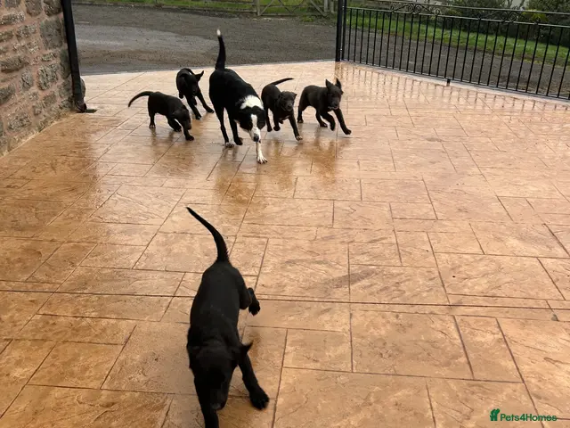 Border Collie dogs for sale: *3 Female Collie Pups Left* - Advert 2