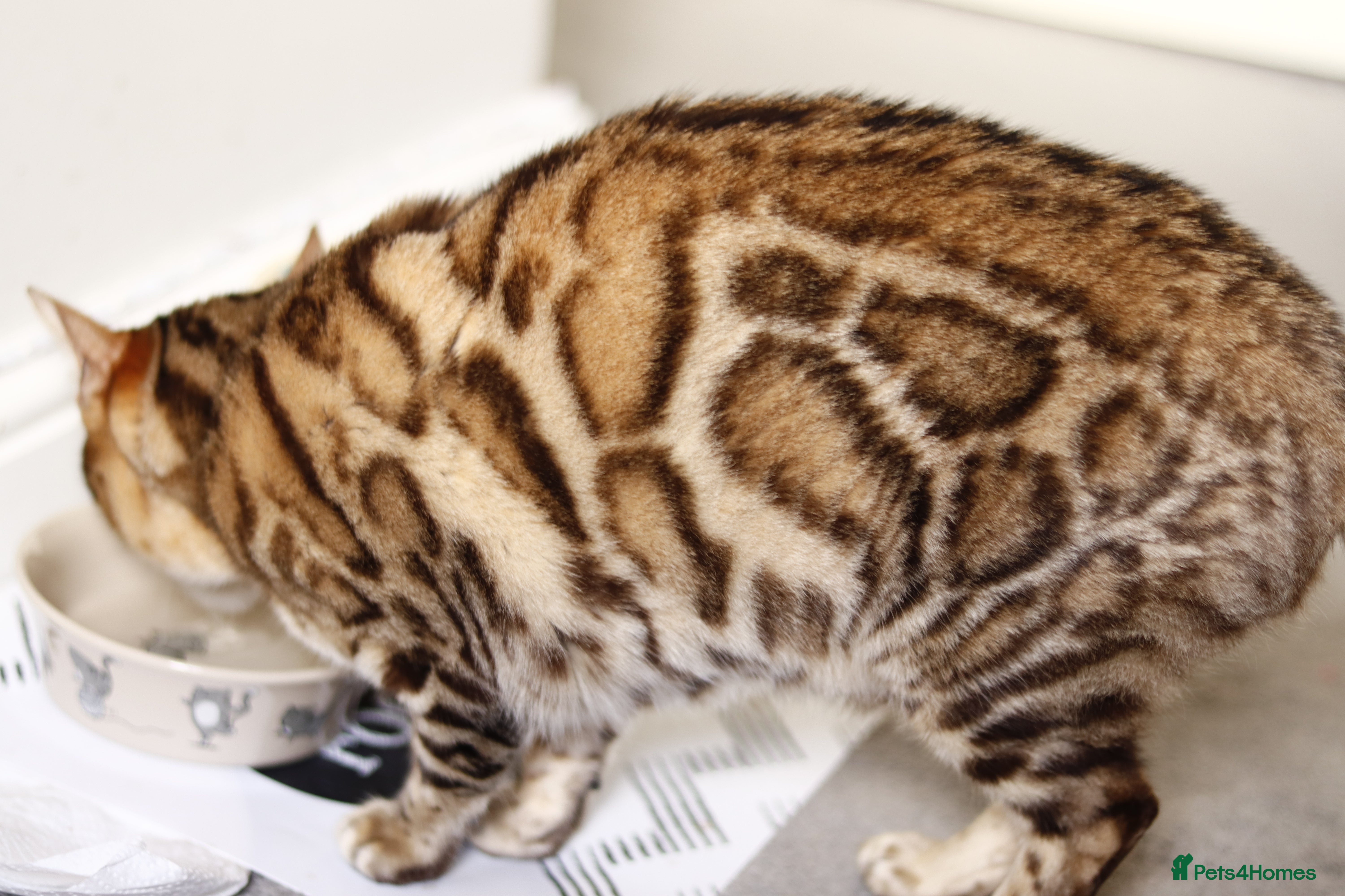 Bengal cats ACTIVE Imported Seal Sepia Bengal Queen–GCCF&TICA - Advert 4