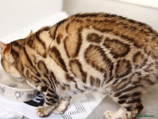 Bengal cats ACTIVE Imported Seal Sepia Bengal Queen–GCCF&TICA - Advert 4