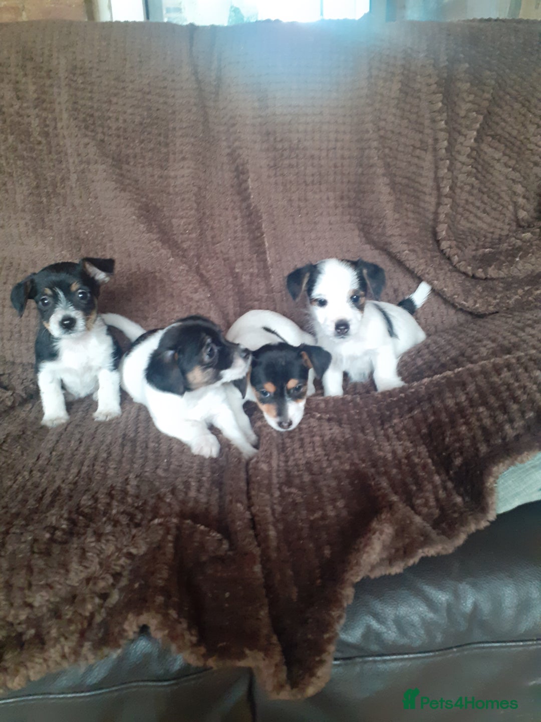 Jack Russell dogs for sale: Jack Russell pups  - Advert 4