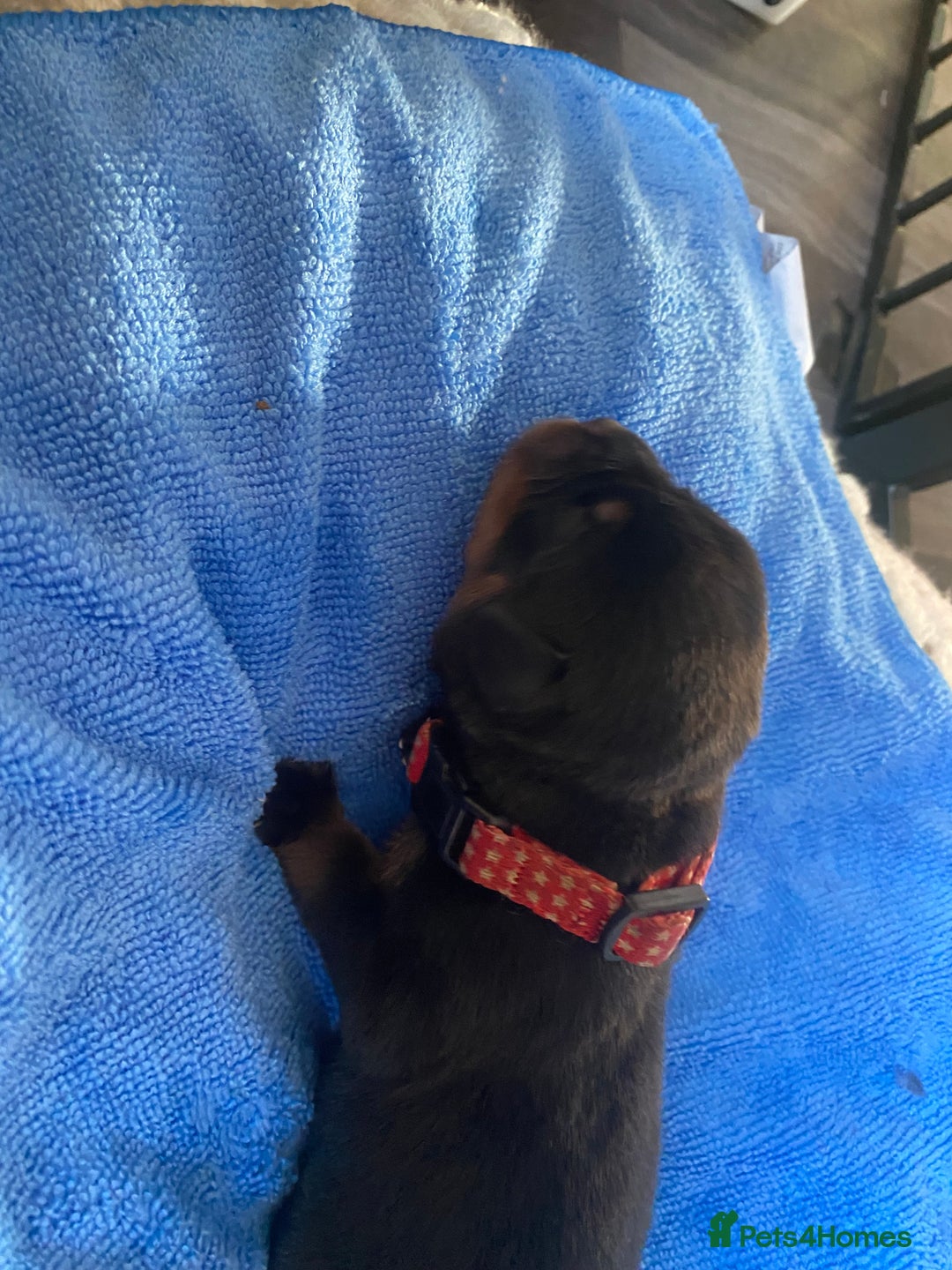 Rottweiler dogs for sale: Hulk and Ruby Rottweiler puppies  - Image 26