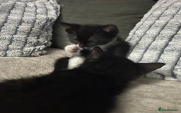 Domestic Shorthair cats for sale: Beautiful kittens looking for forever homes🩷💙🐾 - Image 11
