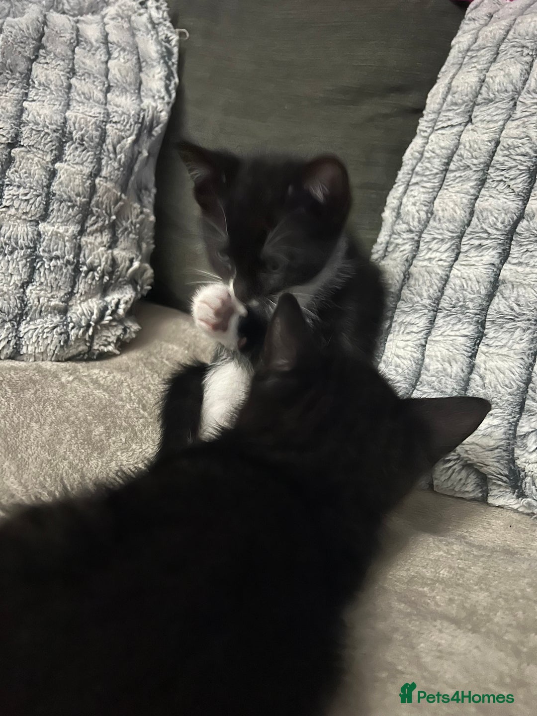 Domestic Shorthair cats for sale: Beautiful kittens looking for forever homes🩷💙🐾 - Image 11