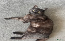 Mixed Breed cats for sale: 4 year old female cat up for adoption  - Advert 3