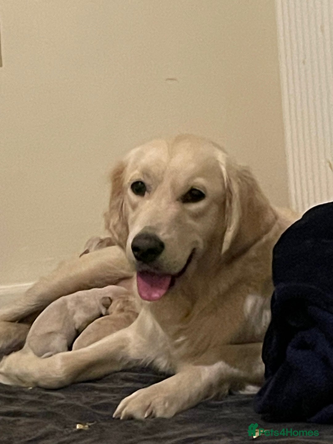 Golden Retriever dogs for sale: Gorgeous golden retriever puppies  - Advert 6