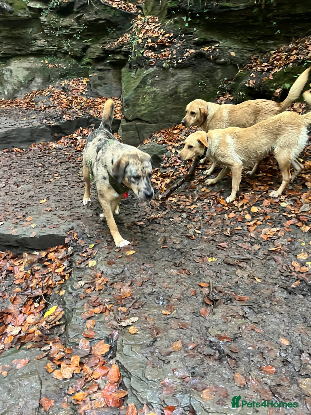 Mixed Breed dogs for sale: 1-year old mixed looking for forever home. - Advert 12