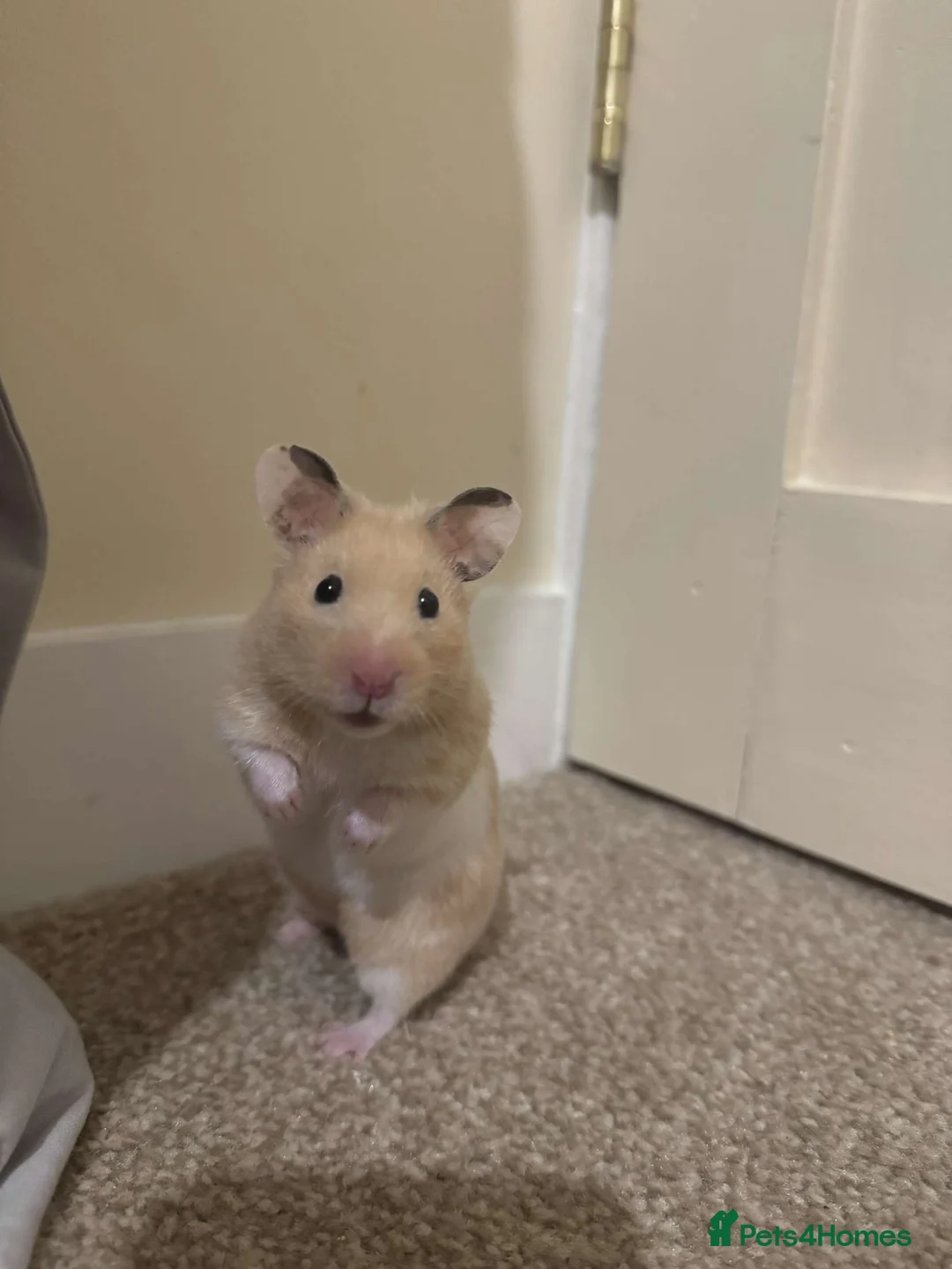 Hamster rodents for sale: golden and white female syrian hamster in Ruthin - Advert 1