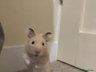 Hamster rodents golden and white female syrian hamster - Advert 1