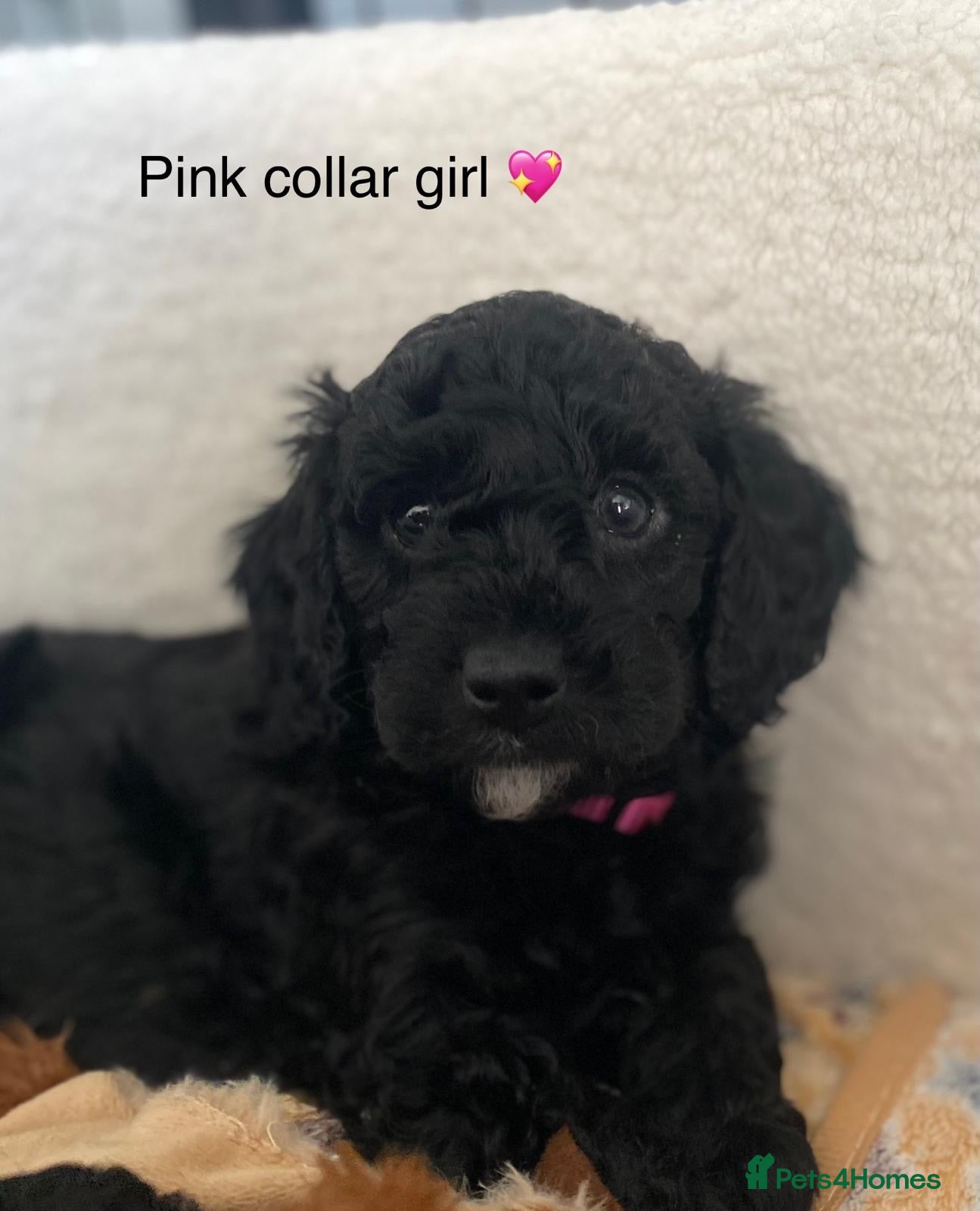 Miniature Poodle dogs KC REG DNA HEALTH TESTED MINIATURE POODLES - Advert 2