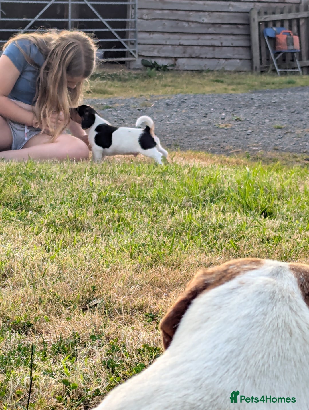 Mixed Breed dogs for sale: Beautiful beagle cross puppies - Image 14