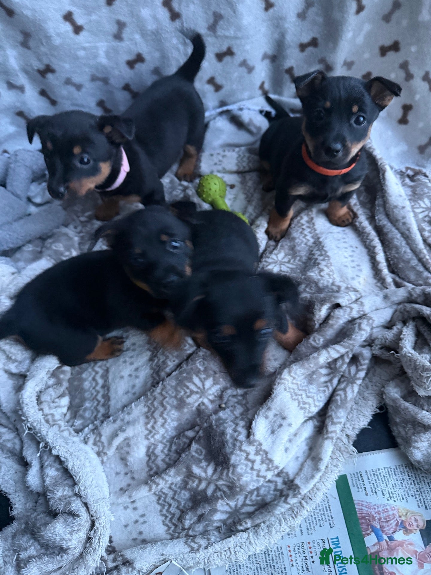 Lancashire Heeler dogs KC Lancashire Heeler Puppy’s  - Advert 2