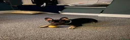 French Bulldog dogs for sale: Pedigree Black & Tan French Bulldog – 4 Years Old in Leek - Advert 8
