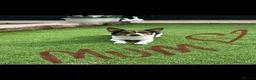 Jack Russell dogs for sale: Beautiful litter of 6 puppies  - Advert 27