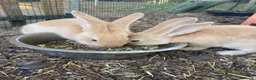 Continental Giant rabbits for sale: 🐰 Beautiful Pure-Bred Continental Giant Rabbits - Advert 12