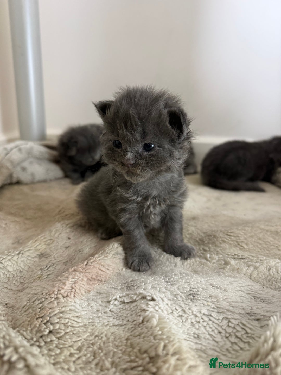 Maine Coon cats for sale: Maine coon kittens full breed xl dad blue/smoked  - Advert 4