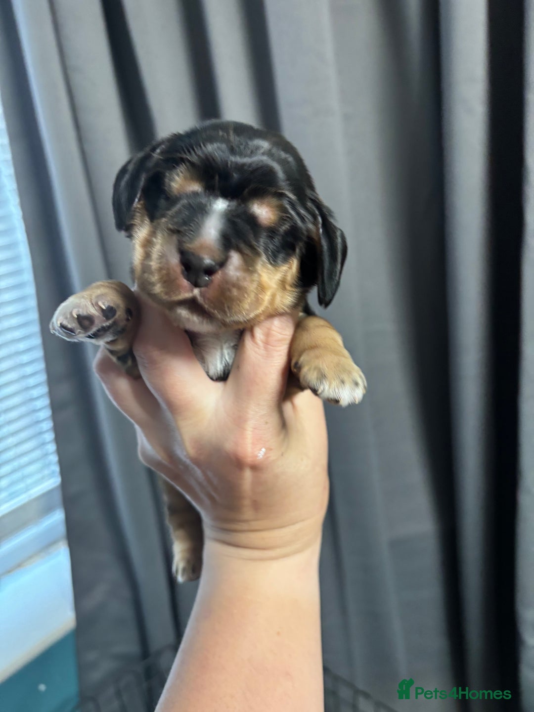 Cocker Spaniel dogs for sale: KC & HEALTH TESTED CHOC SABLE PUPS - Image 13